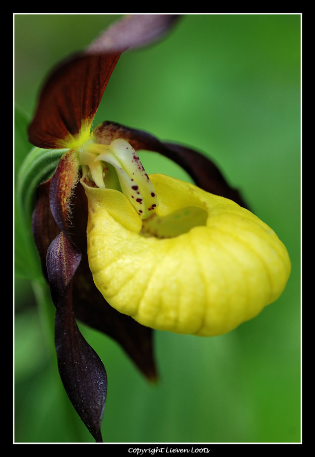 alcune foto di Cypripedium calceolus (Scarpetta di Venere)